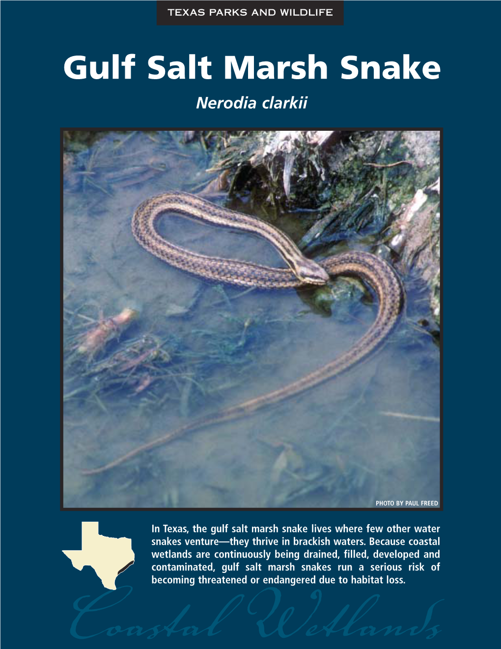 Gulf Salt Marsh Snake Nerodia Clarkii