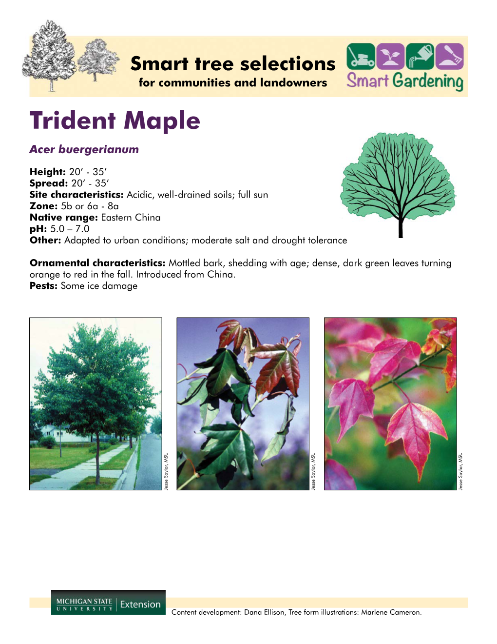 Trident Maple Acer Buergerianum