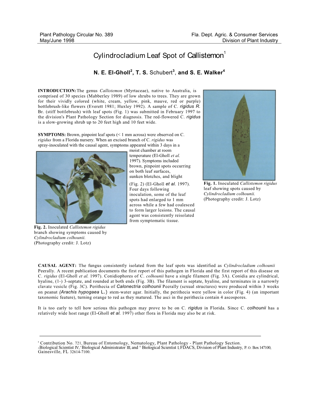 Cylindrocladium Leaf Spot of Callistemon1