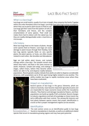 Lace Bug Fact Sheet