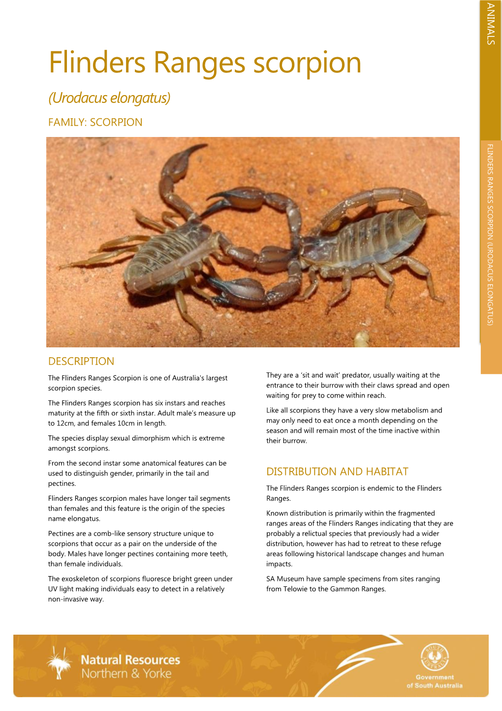 Flinders Ranges Scorpion (Urodacus Elongatus) FAMILY: SCORPION