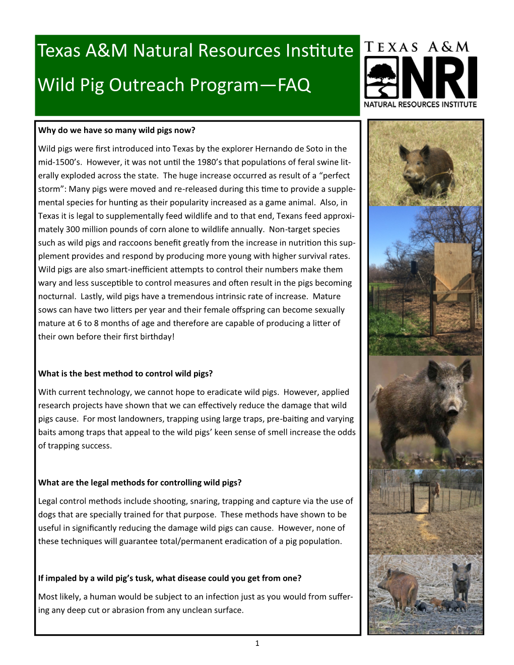 Texas A&M Natural Resources Institute Wild Pig Outreach Program