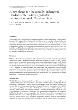 A New Threat for the Globally Endangered Hooded Grebe Podiceps Gallardoi: the American Mink Neovison Vison