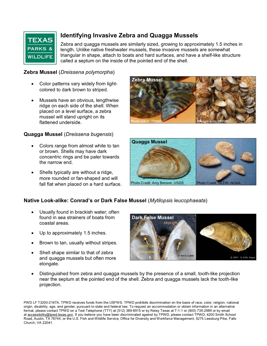 Identifying Invasive Zebra and Quagga Mussels Zebra and Quagga Mussels Are Similarly Sized, Growing to Approximately 1.5 Inches in Length