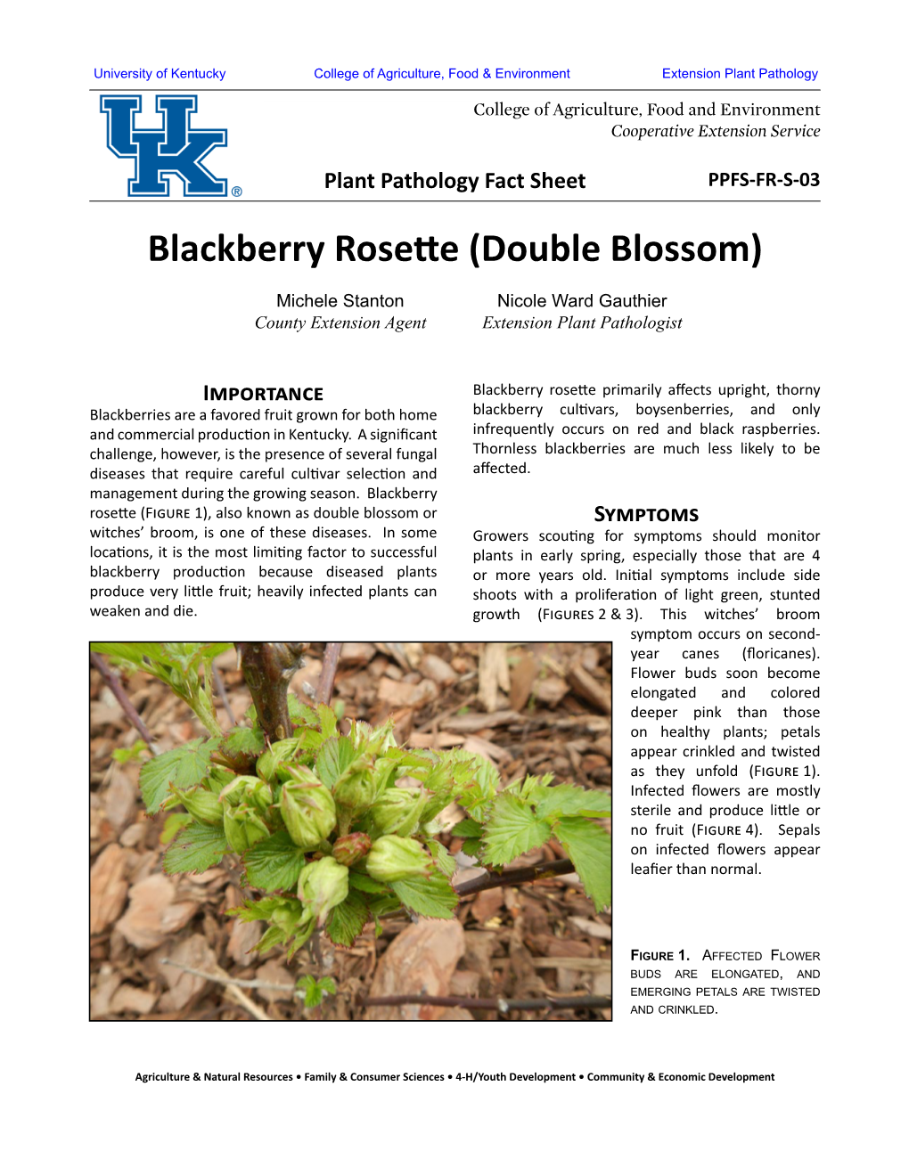 Blackberry Rosette (Double Blossom)
