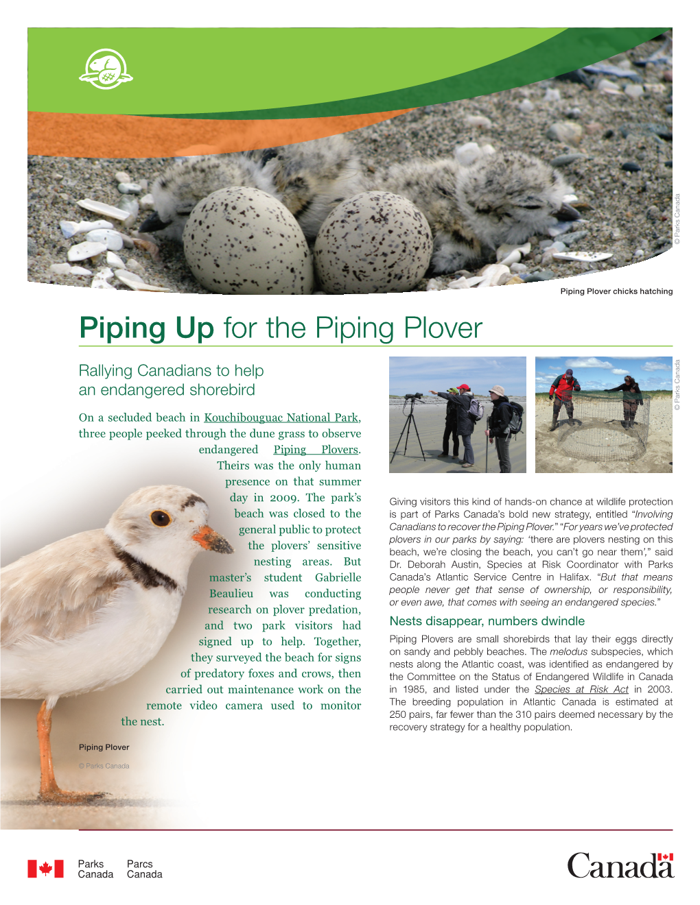 Piping up for the Piping Plover