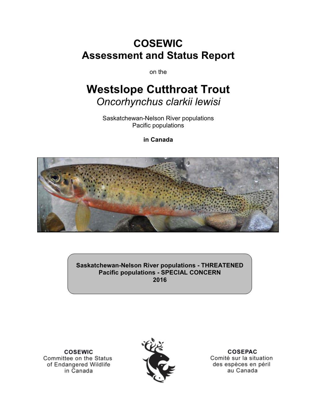 Westslope Cutthroat Trout,Oncorhynchus Clarkii Lewisi