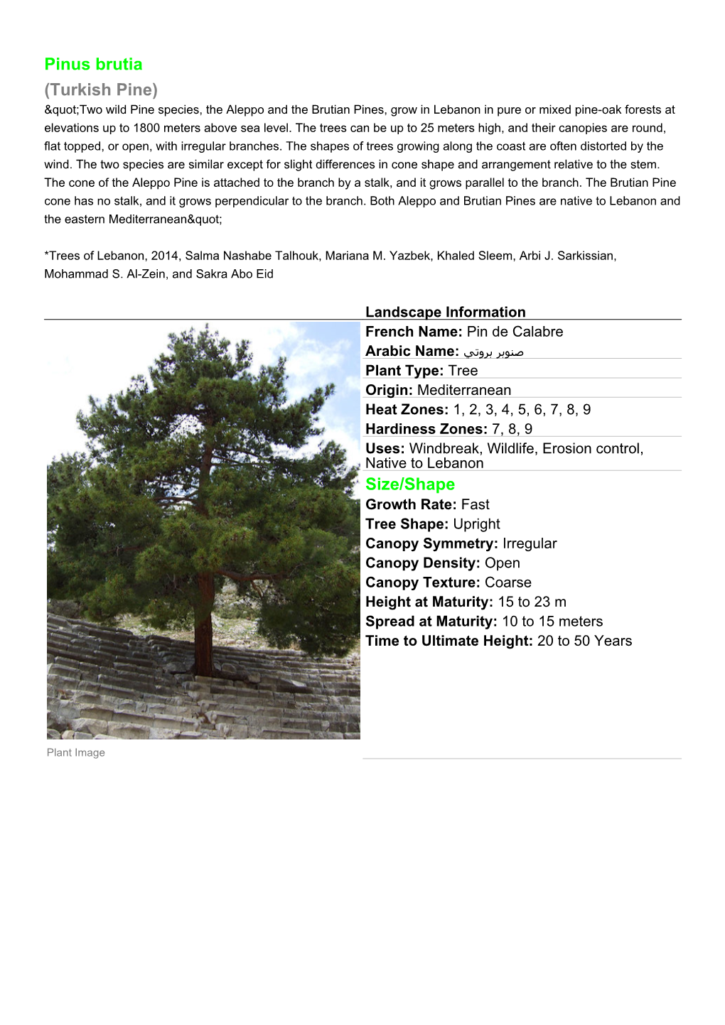 Pinus Brutia