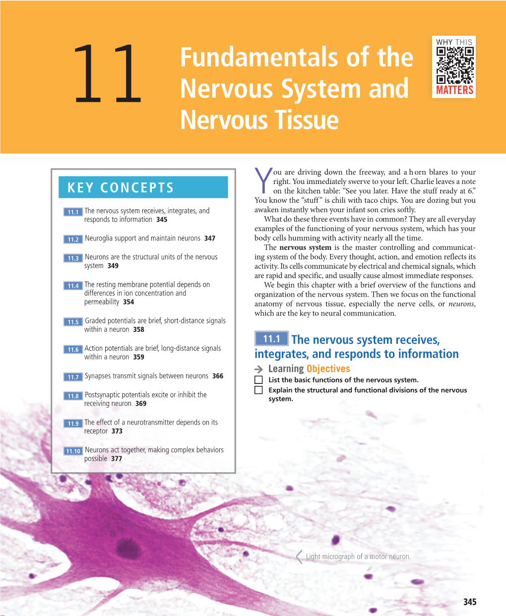 Fundamentals of the Nervous System and Nervous Tissue 347