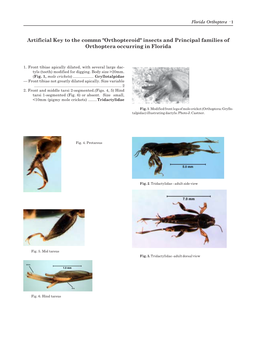 Florida Orthoptera Families