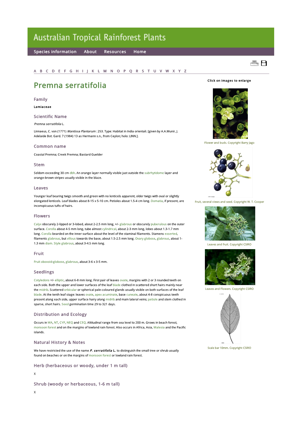 Premna Serratifolia Click on Images to Enlarge