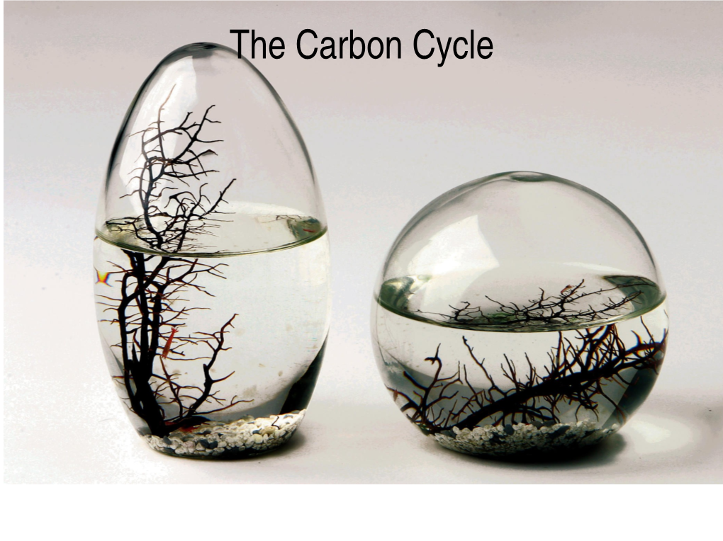 The Carbon Cycle