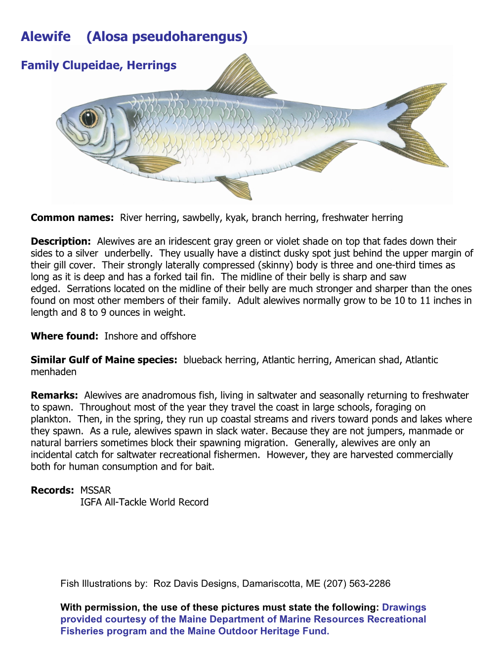 Alewife (Alosa Pseudoharengus)