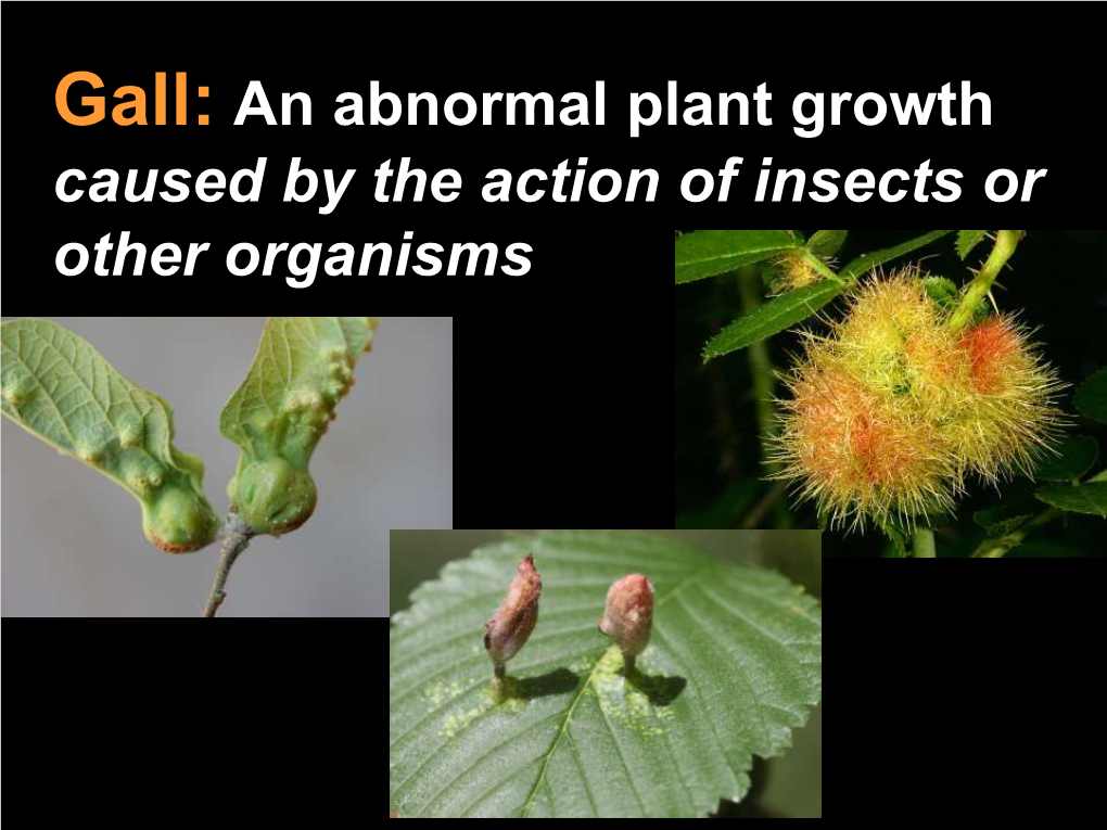 Gall: an Abnormal Plant Growth Caused by the Action of Insects Or Other Organisms Crown Gall (Bacterium)
