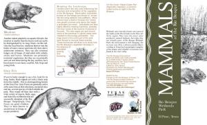 Mammals of the Rio Bosque