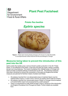 Epitrix the Potato Flea Beetle