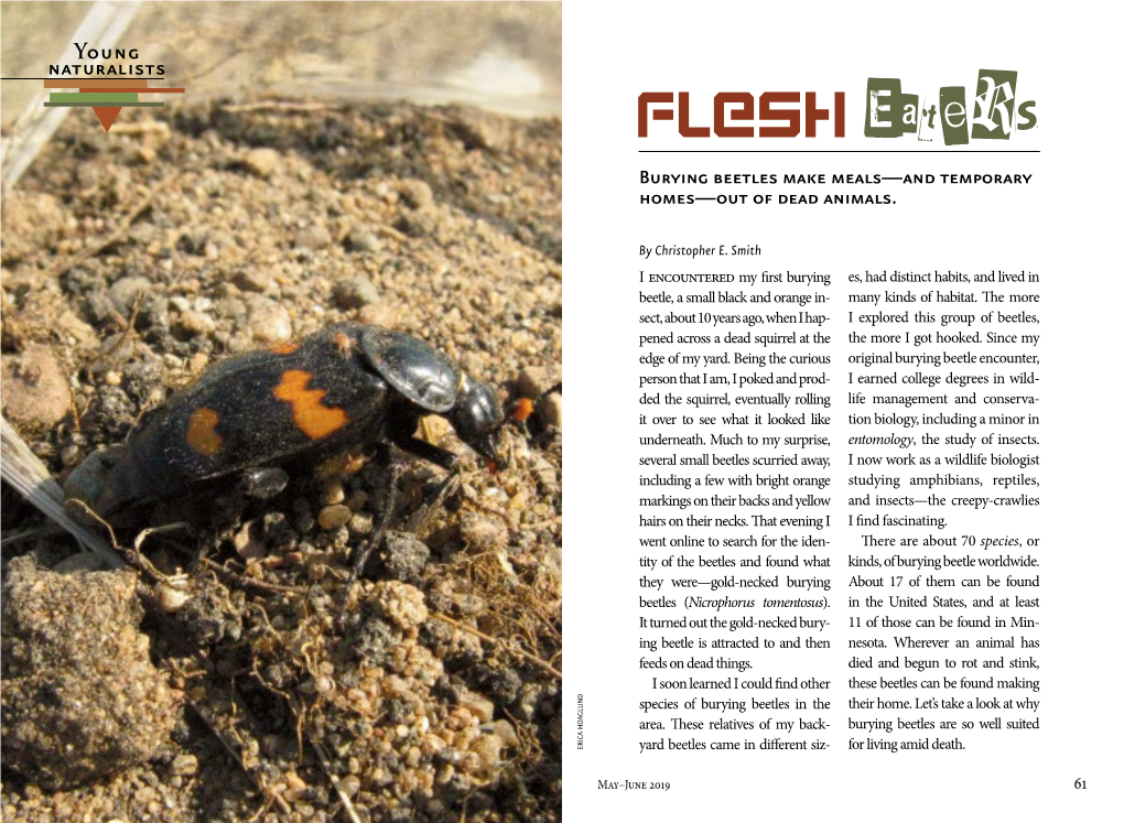 Flesh Eaters Burying Beetles Make Meals—And Temporary Homes—Out of Dead Animals