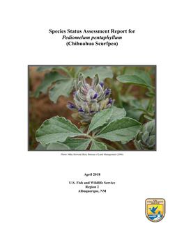 Species Status Assessment Report for Pediomelum Pentaphyllum (Chihuahua Scurfpea)