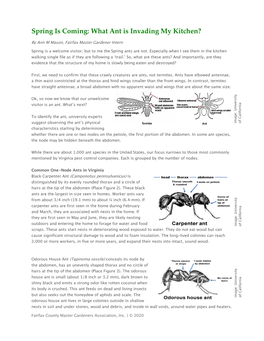 Spring Is Coming: What Ant Is Invading My Kitchen?