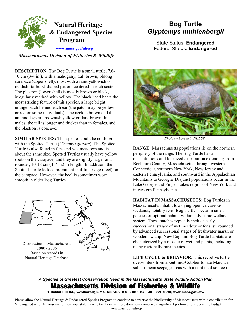 Bog Turtle (Glyptemys Muhlenbergii)