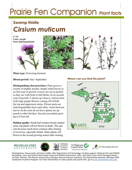 Swamp Thistle Cirsium Muticum