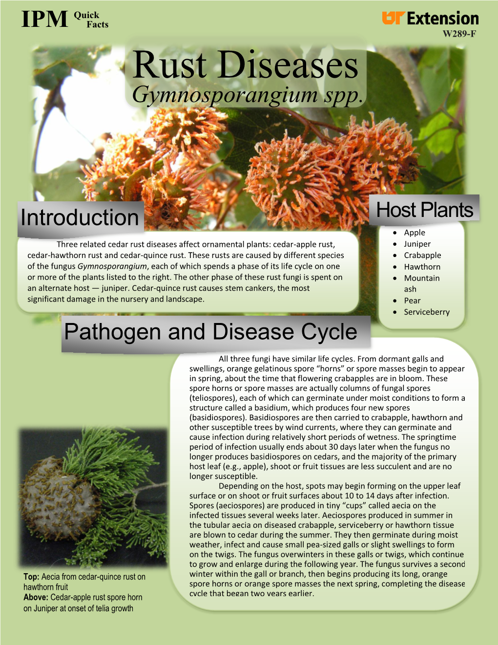 Rust Diseases