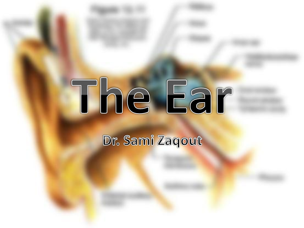 Dr. Sami Zaqout Faculty of Medicine IUG Auricle External Ear