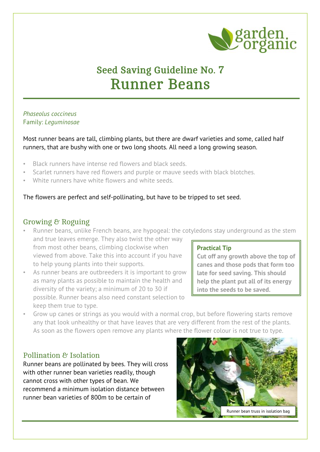 7. Runner Beans