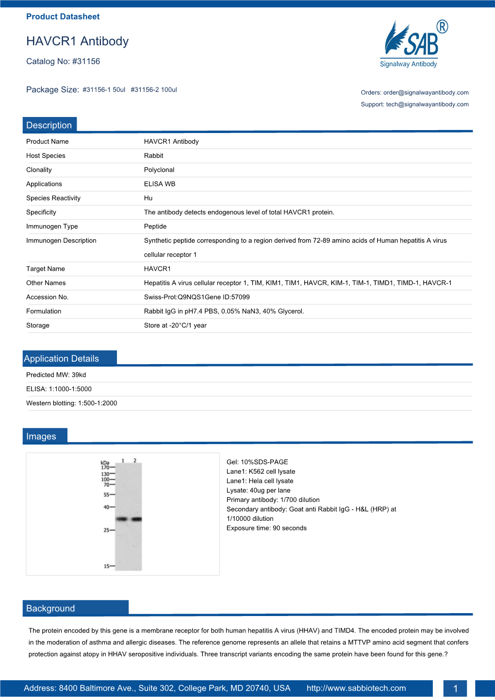 HAVCR1 Antibody