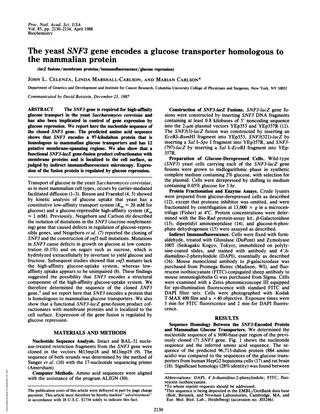 The Yeast SNF3 Gene Encodes a Glucose Transporter Homologous to the Mammalian Protein (1Acz Fusions/Membrane Proteins/Immunofluorescence/Glucose Repression) JOHN L