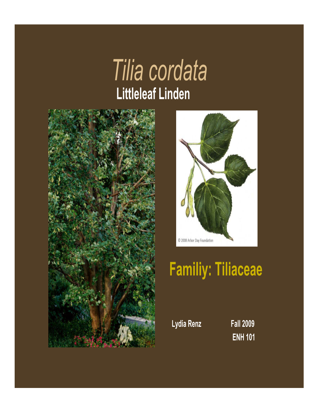 Tilia Cordata Littleleaf Linden