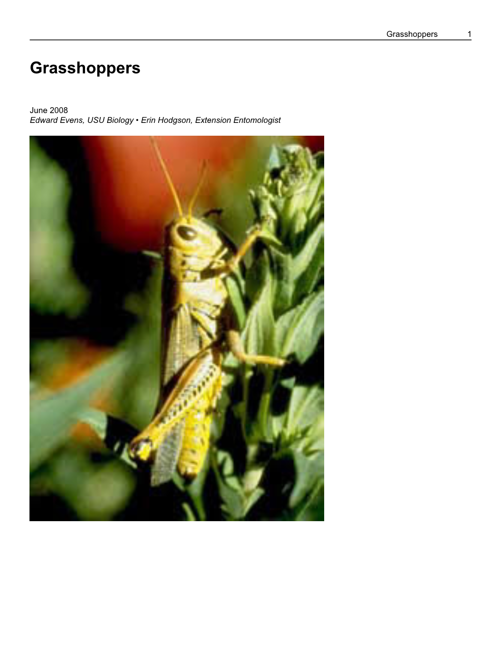 Grasshoppers 1