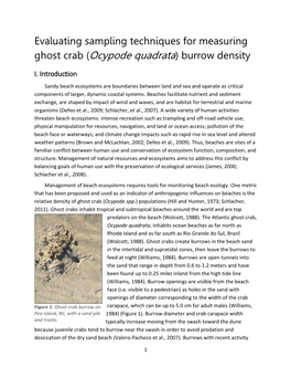 Ghost Crab (Ocypode Quadrata) Burrow Density