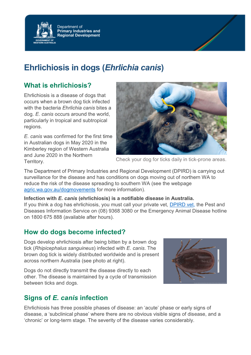 Ehrlichiosis in Dogs (Ehrlichia Canis)