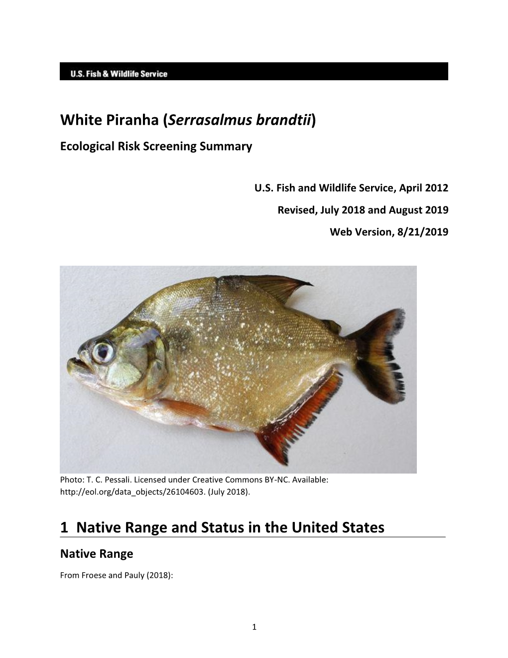 Serrasalmus Brandtii (White Piranha) Ecological Risk Screening Summary