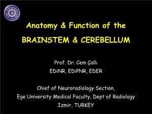 Anatomy & Function of the BRAINSTEM & CEREBELLUM
