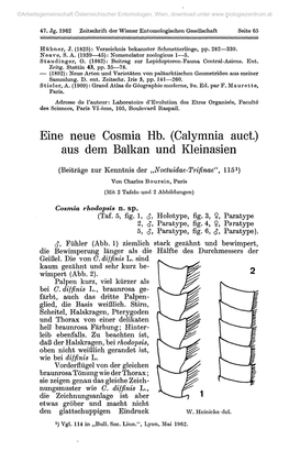 Eine Neue Cosmia Hb. (Calymnia Auct.) Aus Dem Balkan Und Kleinasien