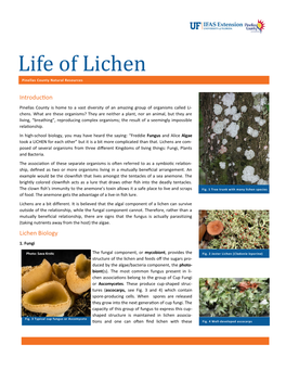 Life of Lichen