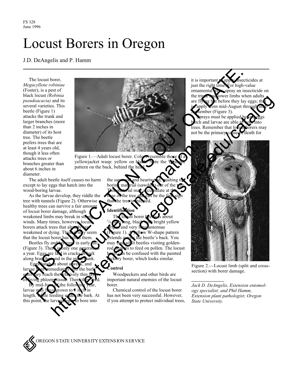Locust Borers in Oregon