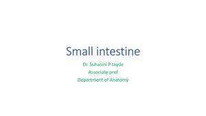 Small Intestine Dr