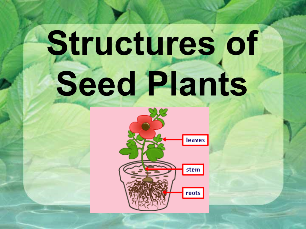 Structures of Seed Plants