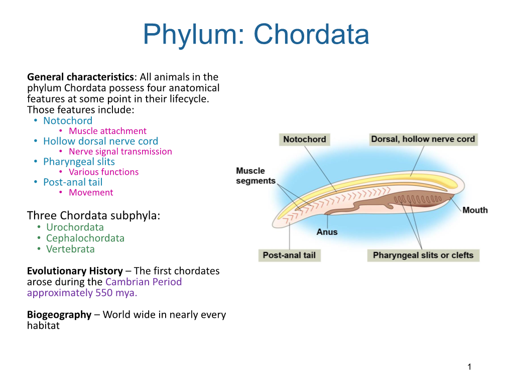 Phylum: Chordata