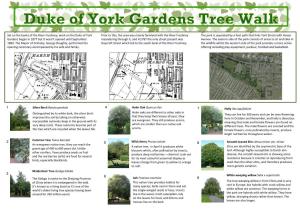Duke of York Gardens Tree Walk Guide (PDF, 890KB)