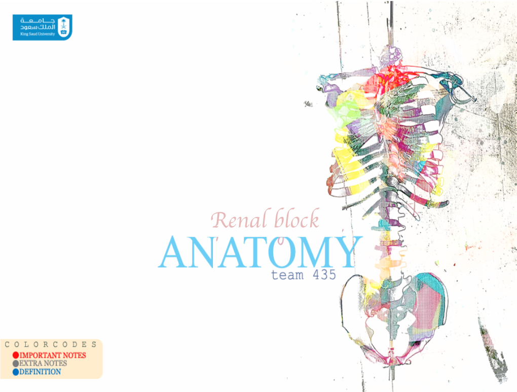 Anatomy of the Kidney.Pdf