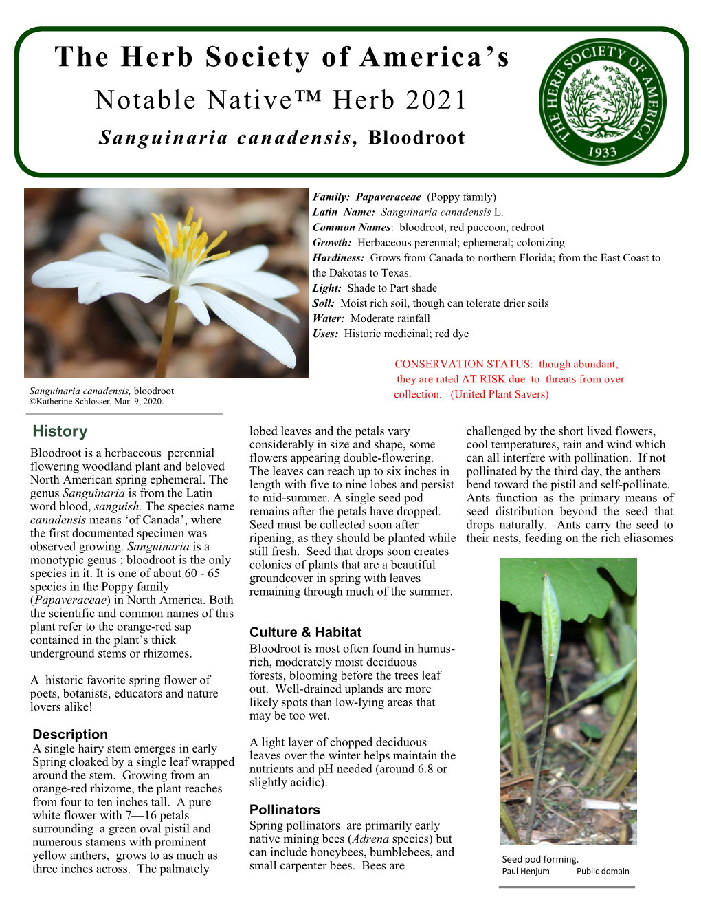 Sanguinaria Canadensis, Bloodroot