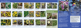 Alpine Wildflower Guide Is a Continuing Collective Work in Progress and Serves As an Educational Tool in Assisting Alpine Wildflower Identification