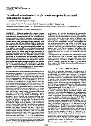 Functional Kainate-Selective Glutamate Receptors in Cultured Hippocampal Neurons (Excitatory Amino Acid Receptors/Hippocampus) JUAN LERMA*, ANA V