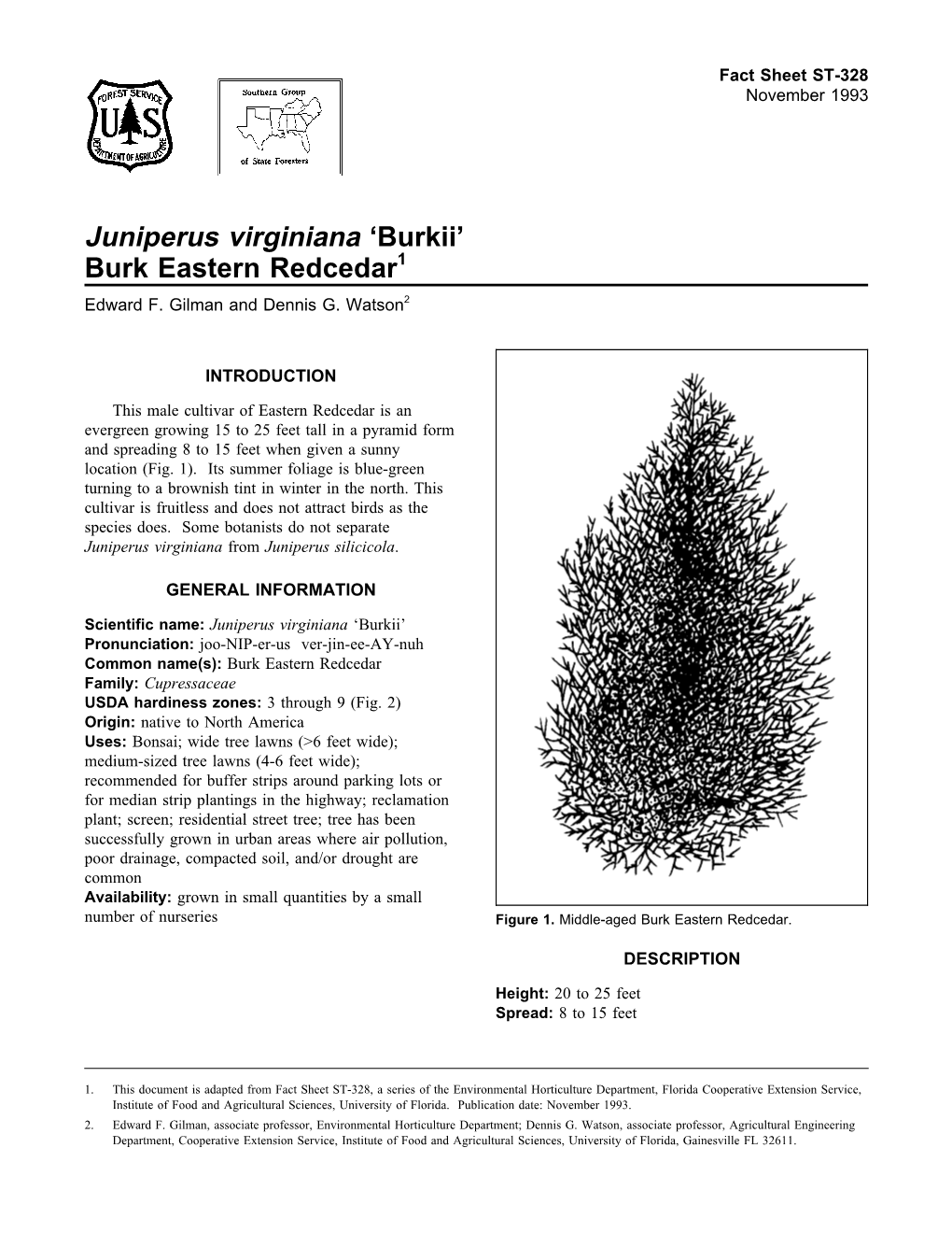 Juniperus Virginiana 'Burkii'