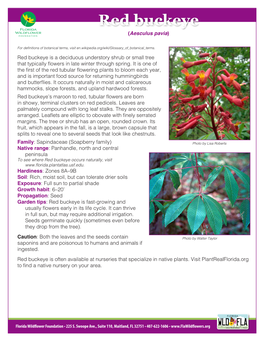 Red Buckeye (Aesculus Pavia)