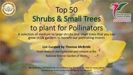 Top 50 Shrubs & Small Trees for Pollinators
